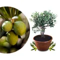 Meine Orangerie Olivenbaum Bonsai Mezzo - echtes Olivenbäumchen - Olea Europaea - Olive Tree - altes Olivenstämmchen in der Schale