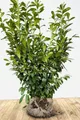 Prunus laurocerasus 'Novita' 120-140 cm - Kirschlorbeer, immergrün, ideal als Hecke, schnellwachsend, pflegeleicht und winterhart