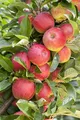 Malus domestica 'Elstar' 40 cm Stammhöhe – Winterhart, Mehrjährig – Apfelbaum – Obstbaum für Garten & Obstgarten