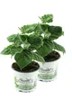 Enseleits 2er Set Andenbeere (Physalis peruviana), frische Kapstachelbeere Pf...