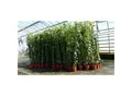 8 Stück Efeu Pflanze Hedera helix 180 - 200 cm Pyramide Säule winterhart Kletterpflanze Hecke Sichtschutz blickdicht