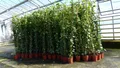 8 Stück Efeu Pflanze Hedera helix 180-200 cm Pyramide winterhart Kletterpflanze