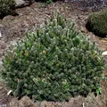 Flache Zwerg Kiefer March 20-25cm - Pinus mugo - lebende Gartenpflanze aus den Baumschulen