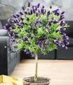 BALDUR Garten 1x Lavendelstämmchen mit Krone, Pflanze im 1,5 Liter-Topf, Lavandula für Balkon & Terrasse Duftlavendel, winterhart, duftend, trockenresistent, pflegeleicht, bienenfreundlich