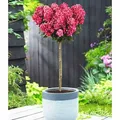BALDUR Garten 1x Hortensien-Stämmchen 'Bloody Marie®', Pflanze im 4 Liter-Topf, winterhart & mehrjährig, pflegeleicht, Dauerblüher für Beet & ...