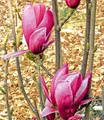 BALDUR Garten Zierstrauch Magnolie 'March Till Frost', 1 St., Magnolia, winterhart, mehrjährig, pflegeleicht