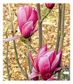 Magnolie "March Till Frost", 1 Pflanze Magnolia winterhart Tulpenmagnolie