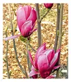 Magnolie "March Till Frost", 1 Pflanze Magnolia winterhart Tulpenmagnolie