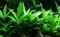 Aquarium Pflanze Hygrophila Siamensis 53B Wasserpflanzen AquaOne Nr.353B Deko
