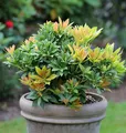 Schattenglöckchen Lavendelheide Sarabande 30-40cm - Pieris japonica