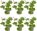 6x Geranium macr. Spessart P9 H20