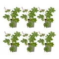 Bloomique - Set van 6 - Geranium Macrorrhizum ‘Spessart’ - Ooievaarsbek - Bodembedekker - Rijkbloeiend - Winterhard - Vaste plant - Geurend - 10-20 cm hoog - 9 cm pot - Topf 9 cm