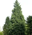 Leyland-Zypresse Pyramidalis 40-60cm - Cupressocyparis leylandii