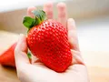 20 Maxim Erdbeerpflanzen (XXL Riesenerdbeeren) - Frigo Plus Pflanzen - Pflanzzeit: März/April - Ernte: Juni - Erdbeersetzlinge/Erdbeerstecklinge - Erdbeerprofi.de