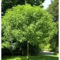 Hochstamm Kugel Esche Grüne Kugel 40-60cm - Fraxinus