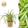 Zimmerpflanze - Chlorophytum comosum Variegatume Graslilie - 2x korb - ⌀12cm - ↕