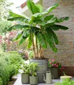 BALDUR Garten 1x Winterharte Banane 'Ever Red®', Pflanze im 10,5 cm-Topf, kastanien-rötliche Streifen, winterhart bis -10 °C, exotische Kübelpflanze, mehrjährig, für Garten, Balkon & Terrasse