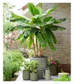 BALDUR Garten 1x Winterharte Banane 'Ever Red®', Pflanze im 10,5 cm-Topf, kastanien-rötliche Streifen, winterhart bis -10 °C, exotische Kübelpflanze, mehrjährig, für Garten, Balkon & Terrasse