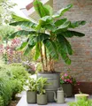 BALDUR Garten Bananenbaum Winterharte Banane 'Ever Red®', 1 St., Bananenstauden, winterhart, mehrjährig, pflegeleicht