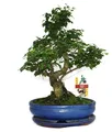 Bonsai Chinesischer Liguster - Ligustrum sinensis - ca. 10 Jahre