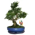 Exotenherz Bonsai Chinesischer Liguster Ligustrum Sinensis ca. 10 Jahre