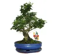 Exotenherz - Bonsai Chinesischer Liguster - Ligustrum sinensis - ca. 10 Jahre
