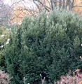 Eibe Osterberg 30-40cm - Taxus baccata