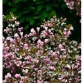 Weigelie Nana Purpurea 80-100cm - Weigela florida