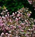 Weigelie Nana Purpurea 80-100cm - Weigela florida