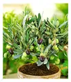 Olive,1 Pflanze Olea europaea Olivenbaum