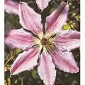 Waldrebe John Paul II 40-60cm - Clematis