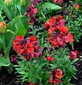 Goldlack Constant Cheer - Erysimum cheiri - lebende Gartenpflanze aus den Baumschulen