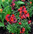 Goldlack Constant Cheer - Erysimum cheiri