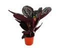 Exotenherz Zimmerpflanze Schattenpflanze mit ausge. Blattmuster Calathea Dottie 12cm Topf