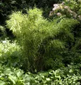 Gartenbambus Jumbo 125-150cm - Fargesia murielae