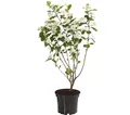 Dehner Obstpflanze Apfelbeere Aronia Aron, ca. 40-60 cm, 3 l Topf, mehrjähriger, ertragreicher Beerenstrauch, insektenfreundlich