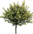 Hochstamm Löffel Ilex Glorie Dwarf 60-80cm - Ilex crenata