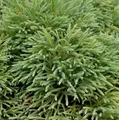 Japanische Sicheltanne Dinger 15-20cm - Cryptomeria japonica - lebende Gartenpflanze aus den Baumschulen