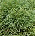 Japanische Sicheltanne Dinger 15-20cm - Cryptomeria japonica