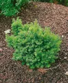 Taxus cuspidata 'Nana' 25–30 cm – Immergrün, Winterhart, Mehrjährig – Japanische Eibe – Heckenpflanze für Garten & Sichtschutz
