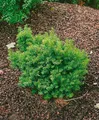 Taxus cuspidata 'Nana', Japanische Eibe, kompakt, 25–30 cm