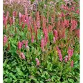 Kerzenknöterich Lisan - Persicaria amplexicaulis