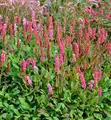 Kerzenknöterich Lisan - Persicaria amplexicaulis - lebende Gartenpflanze aus den Baumschulen
