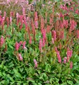 Kerzenknöterich Lisan - Persicaria amplexicaulis