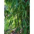 Fargesia jiuzhaigou 1 80/100 cm hoch, im 3 Liter-Topf