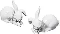 BOLTZE GRUPPE GmbH Osterhase Dekofigur Denny Hase liegend Porzellan weiß 2er Set