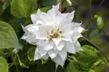 Pflanzen für Dich Kletterpflanze Clematis tex. Duchess of Edinburgh, 1 St., Clematis, Waldrebe, gefülltblühend, sommerblühend