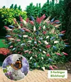 BALDUR Garten Zierstrauch Sommer-Flieder 'Papillion Tricolor', 2 St., Buddleja:hybride, duftend, bienenfreundlich, winterhart