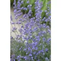 Nepeta X Faassenii Six Hills Giant Katzenminze Ca. 9x9 cm Topf