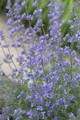 Nepeta x faassenii 'Six Hills Giant', Katzenminze, blau, ca. 9x9 cm Topf